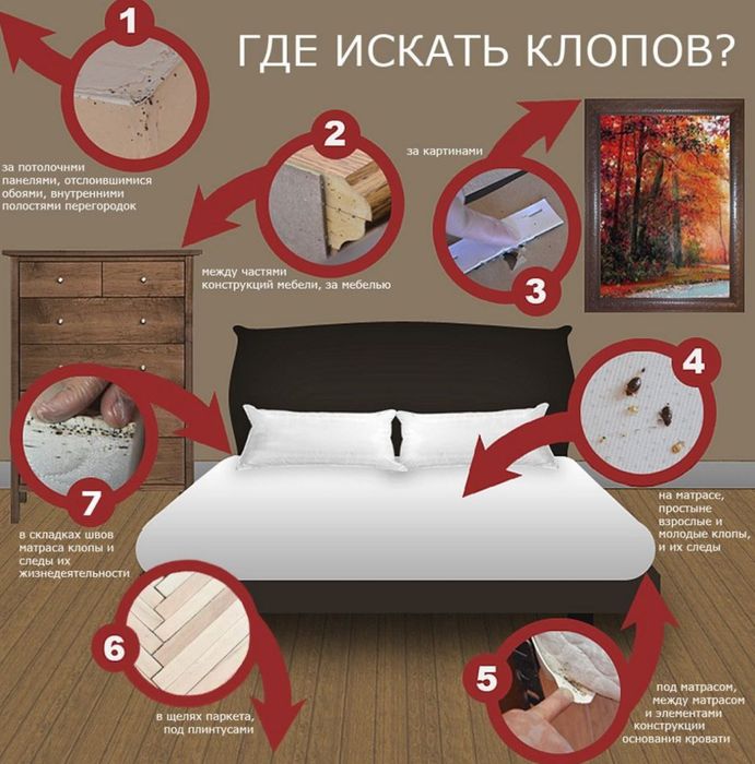 Дезинфекция от тараканов от клопов и грызунов