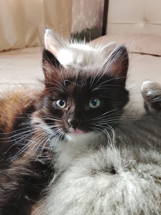 Отдам котят бесплатно