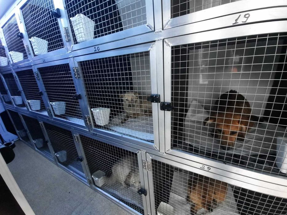 Montam.custi de caini in Dube