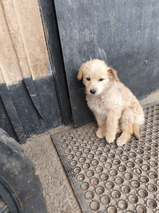 Отдам щенков дворняшки