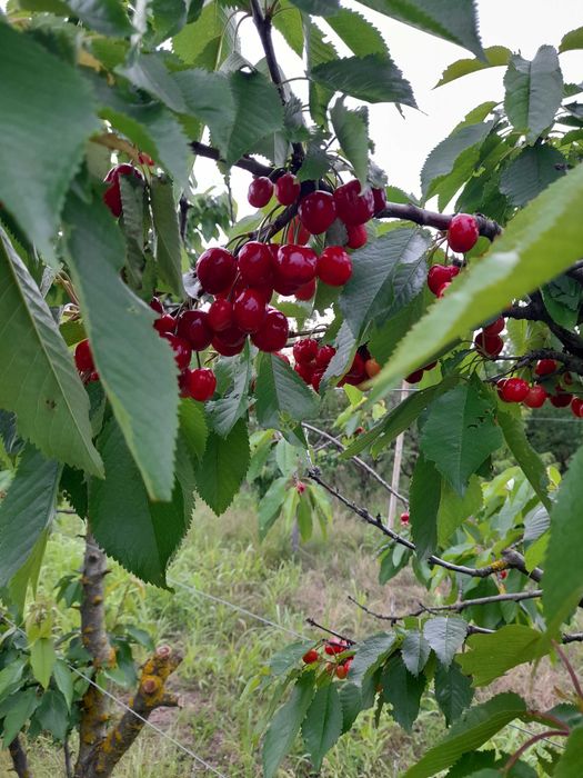 cirese dulci, aromate