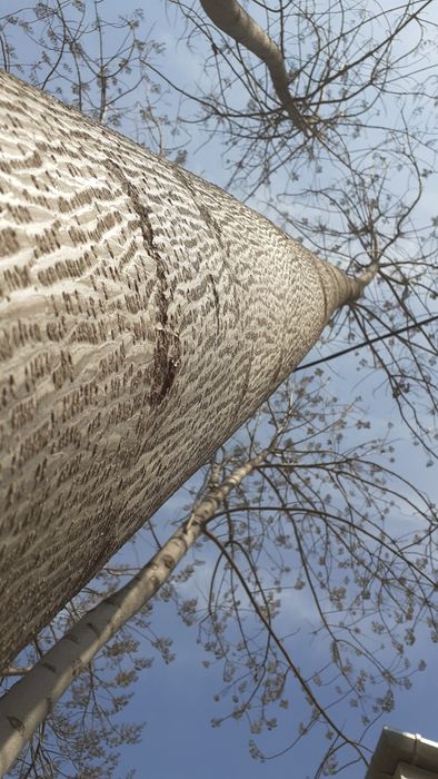 Павлоня дарахти 5 йашар буйи 15 метр  эни йарим метр айланаси  150 180