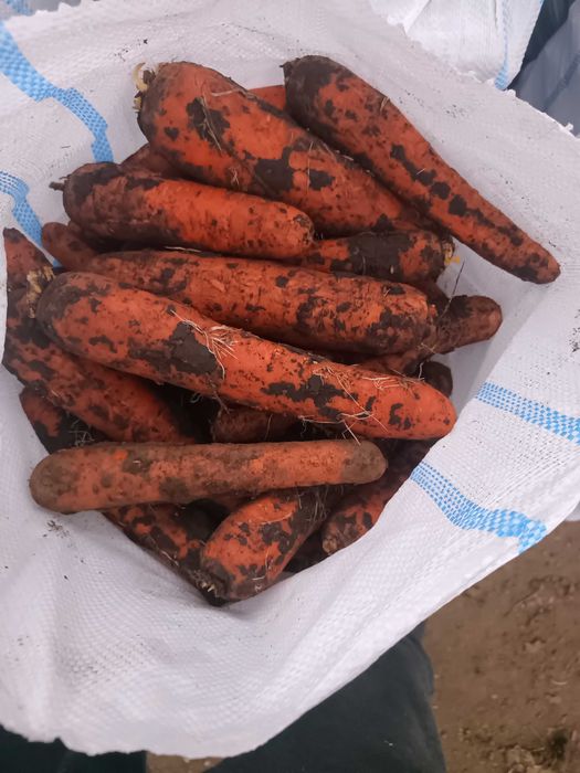 Morcovi ceapă galbenă și rosie țelină