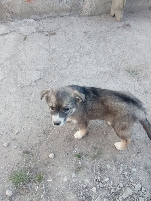 Щенки, здоровые крепкие.