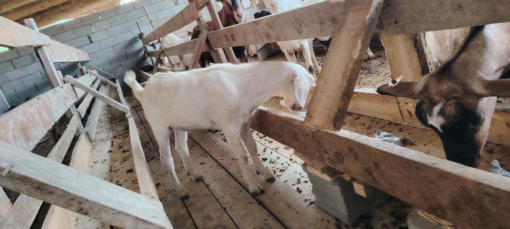 Сүтті ешкі ның текесы