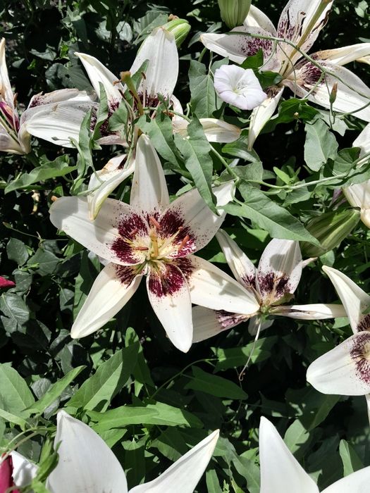 Продам лилии домашние.