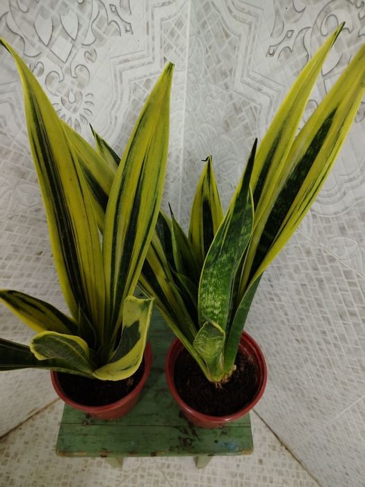 Продам цветы, Gullar sotiladi, Низкие цены