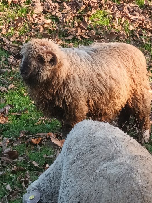 Berbecuti de vânzare