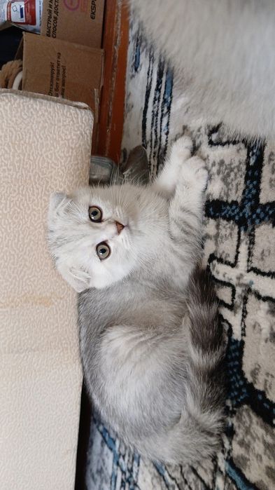 тозза пародали 3 ойлик