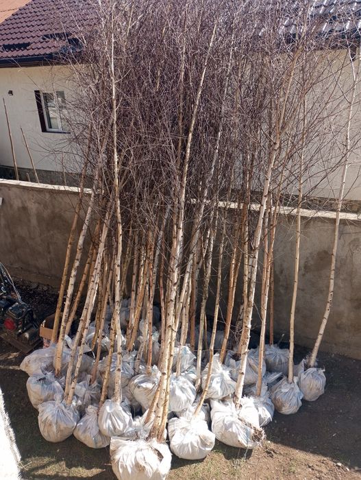 Mesteacăn tei artar