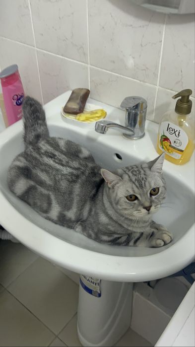 продам шотландского кота