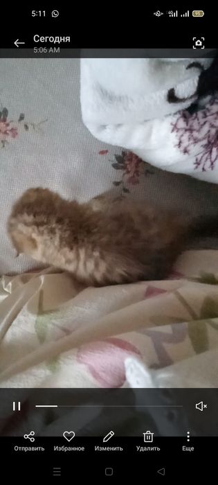 Котенок шотландский вислоухий