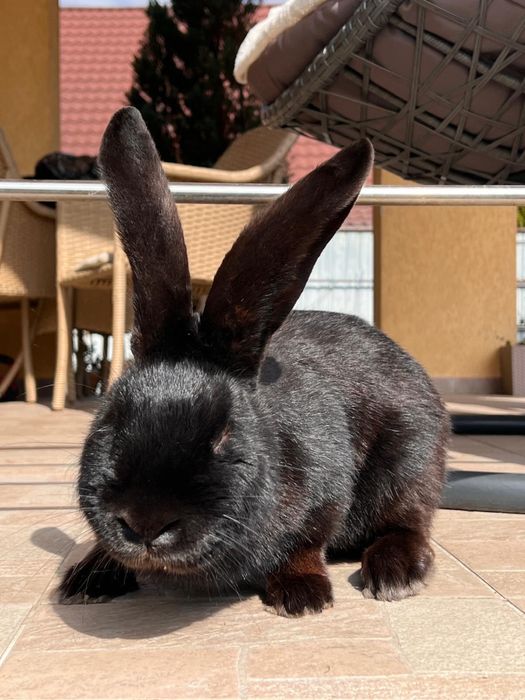 Mascul Fluture German Janet Negru