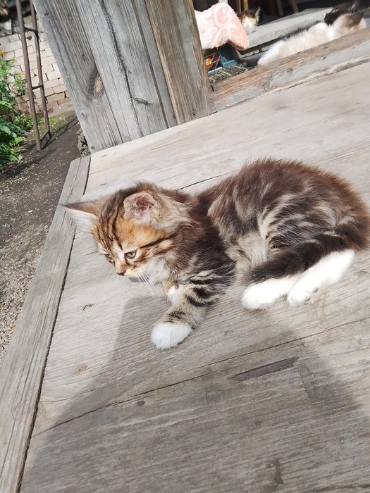 Отдам котят даром