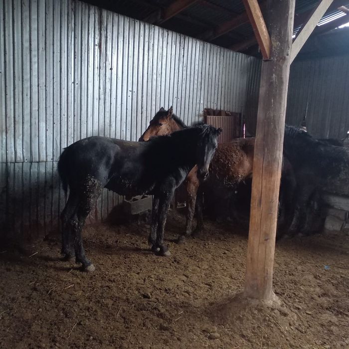 Тез арада сатамын