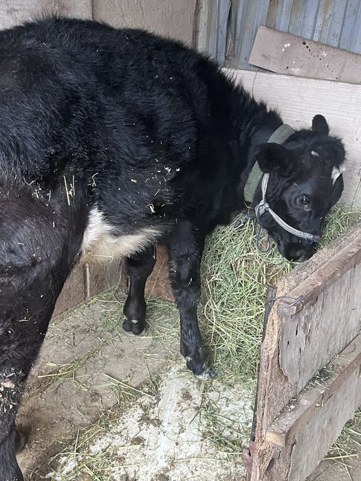 Ургашы тана сатылады