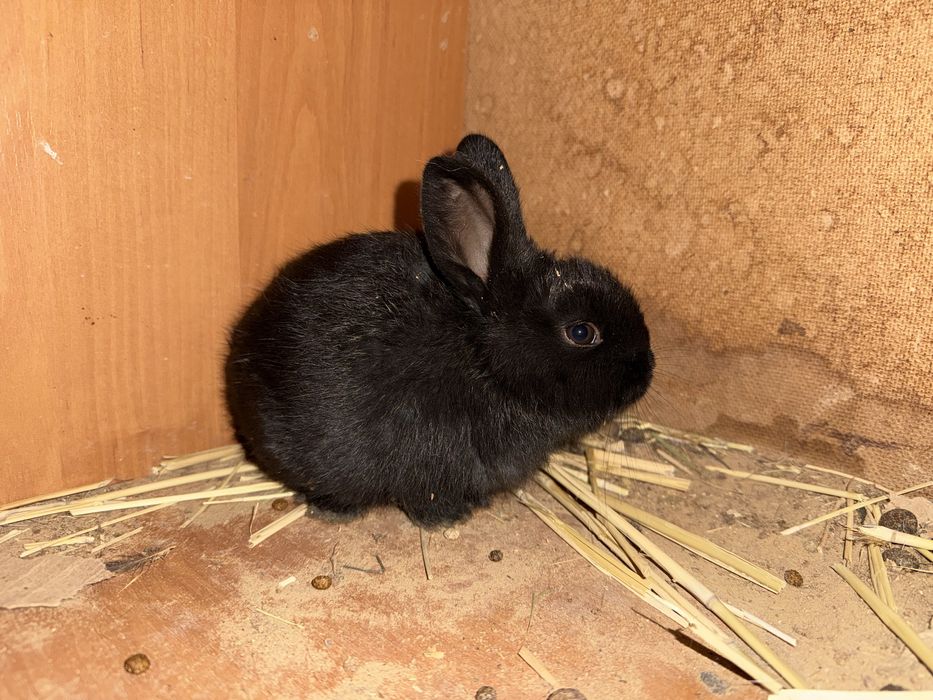 Полтовский серебро сатылады