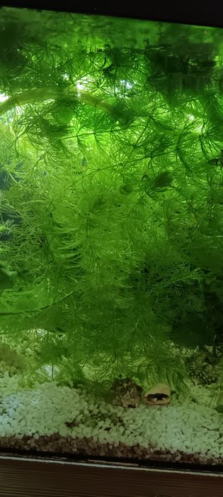 Продам растнния для аквариума