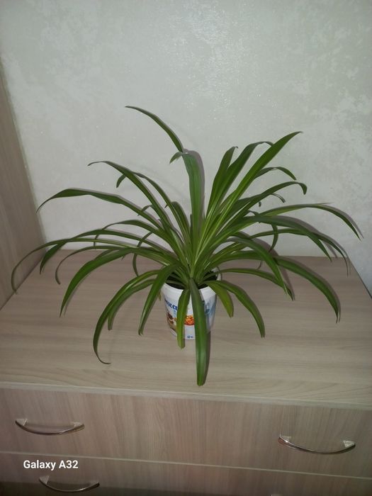 Хлорофитум  комнатный