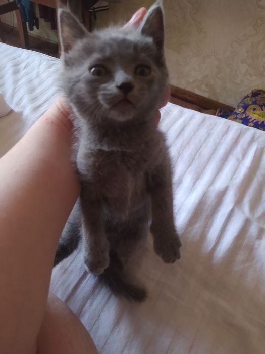 наша маликая британская катонок хочет добрую семью