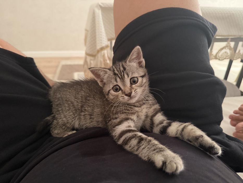 Британская кошка, 1,5 месяца