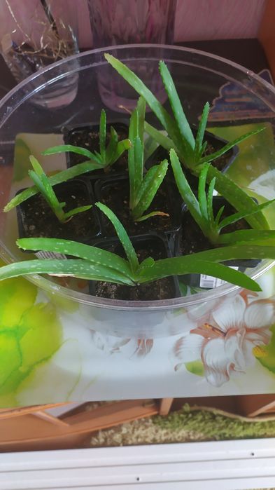 Отростки Алоэ Вера