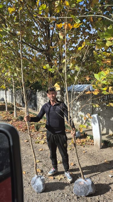 Mesteacan plante