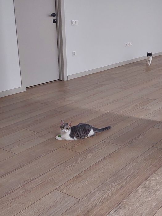 Котенок девочка вакцинирована Ташкент