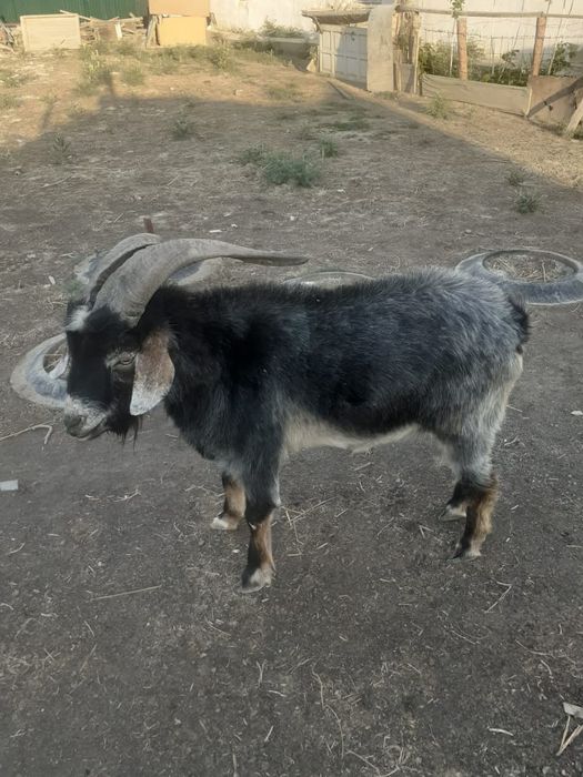 Теке сатылады екы жасар