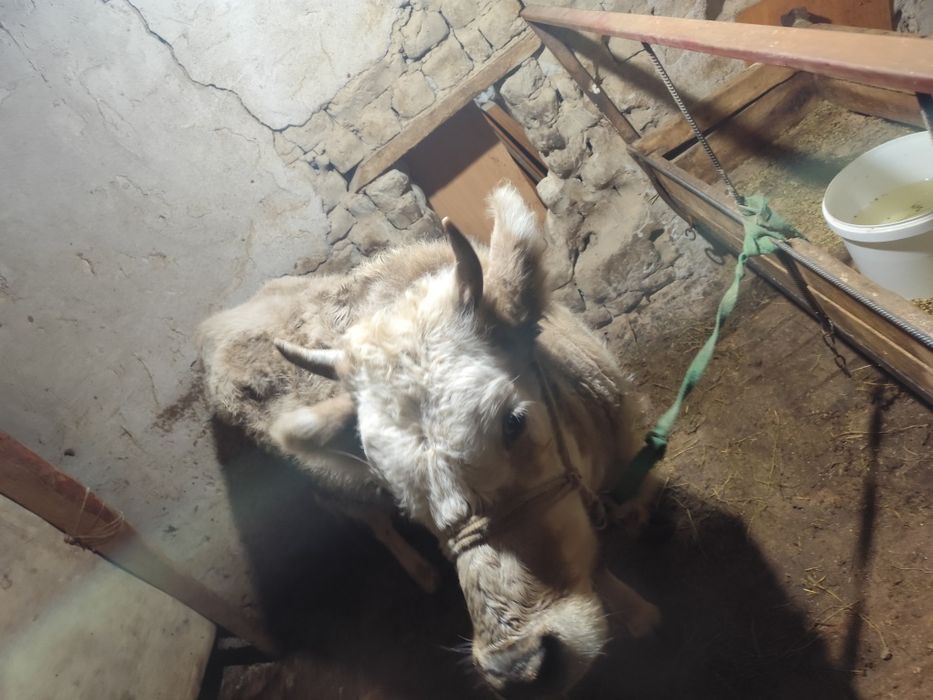 Семиз буаз кашар сатылады