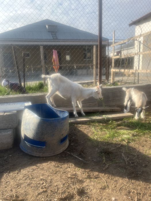 Заанен шыбыш сатамын