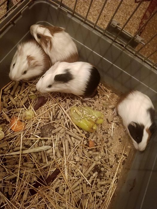 Морские    свинки