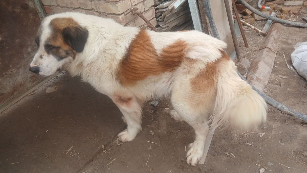 Алабай сатилади парода ит