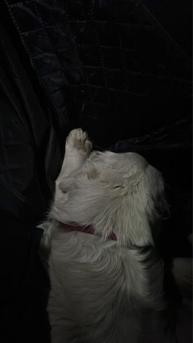 Найдена собака лабродор ретривера