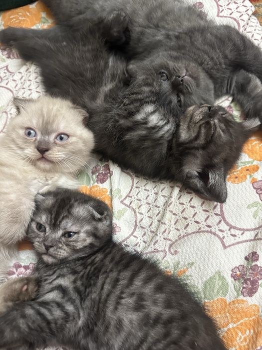 Ласковые умные милые котята