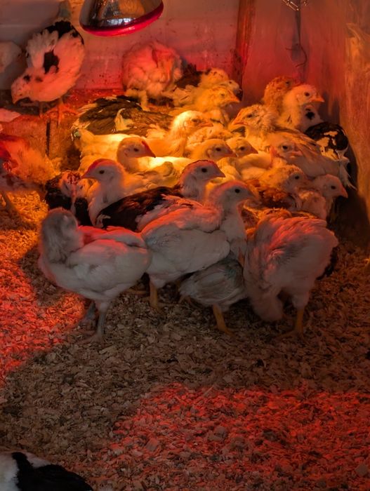 Pui de găină diferite rase