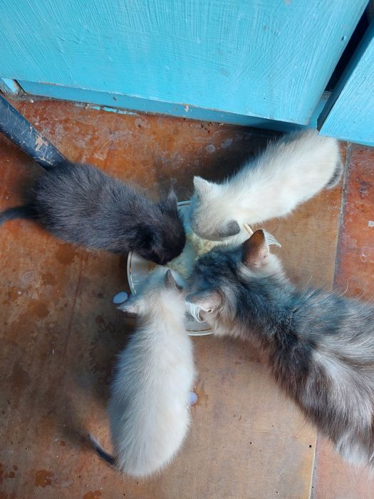 Котята - отдам в добрые руки