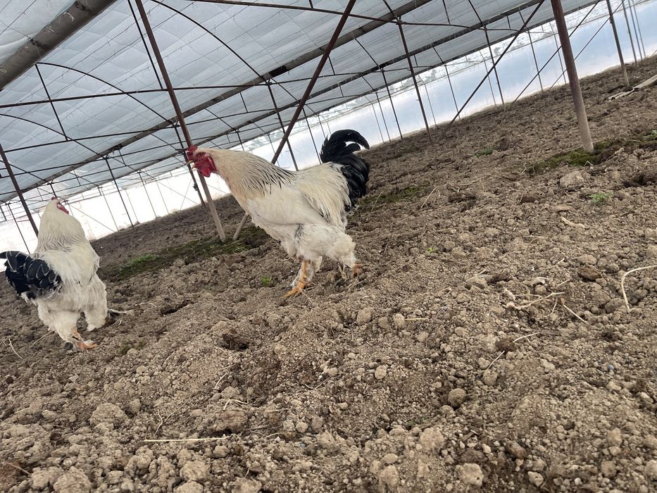 Петухи брама молодые 7/8 месяцев