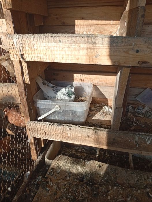 Păsări Vând tripler iranieni