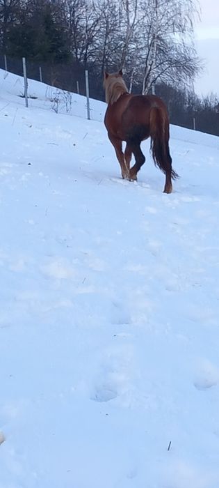 Manza de un an pe doi