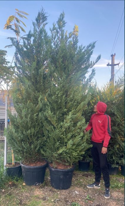 Cupressus leylandii 2.3m - 2.5m, calitate extra, leylandii gard viu! L