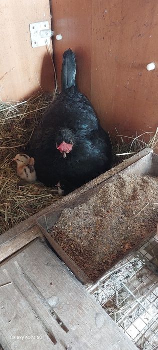 Vând closca cu puișori!