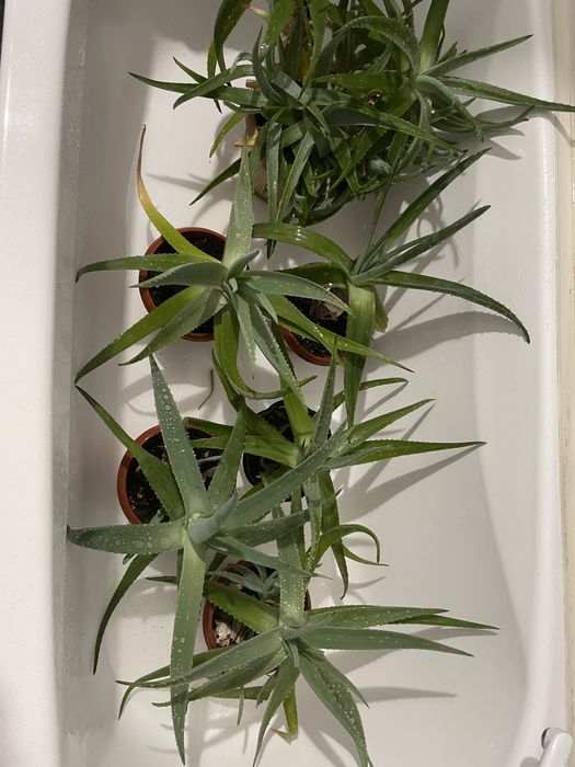 Алоэ Вера лечебный.