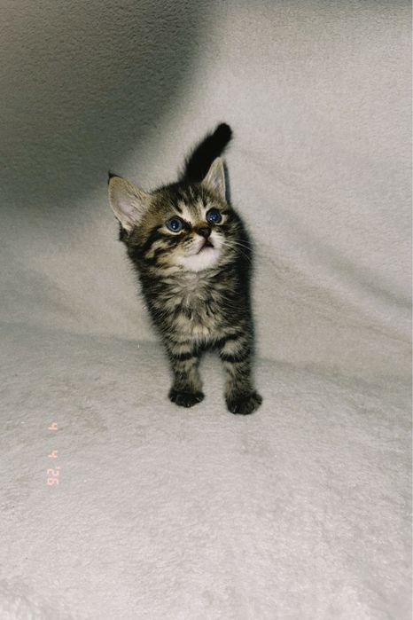 Маленький котёнок