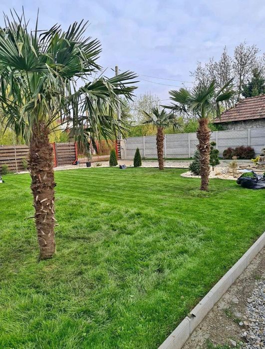 Palmieri furtunei rezistenți iarna