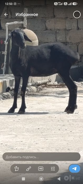Куй ку́й qöy qoy бугоз ёш солик куй 1 Чи тугишга