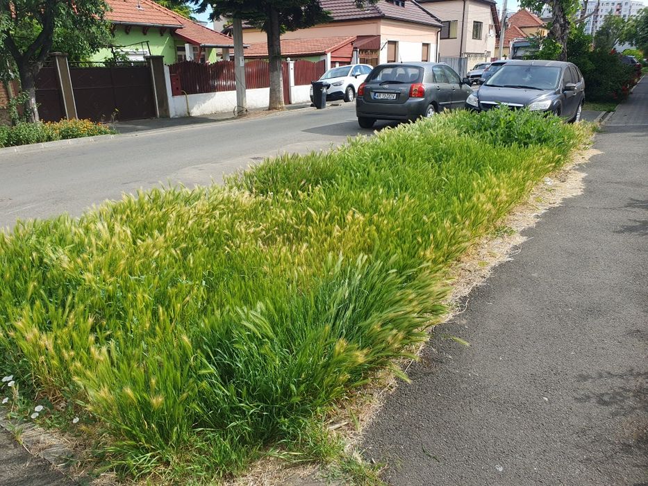 Teren Premium 360 mp Intim – Str. Coriolan Petreanu (P+2+M) – Toate utilitățile