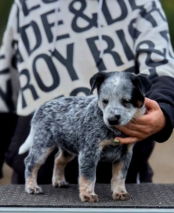 Australian Cattle Dog-femela