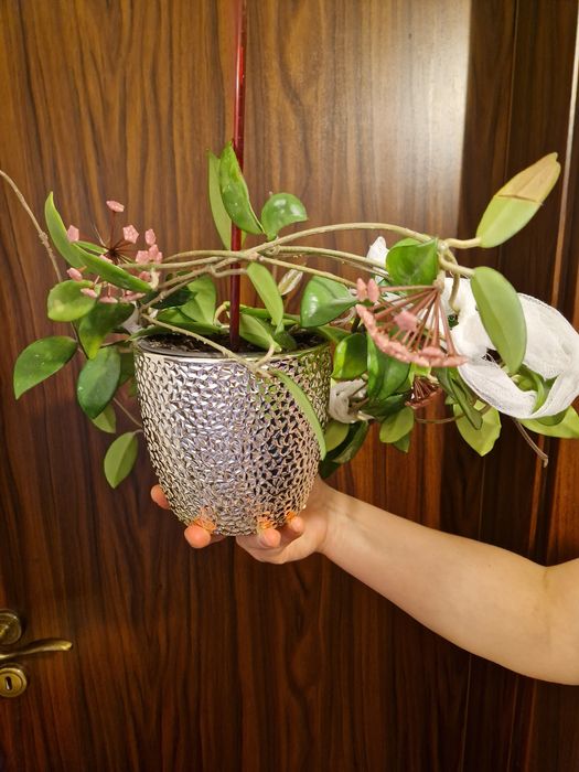 Floare de ceară (Hoya carnosa/ Lacrima maicii domnului)