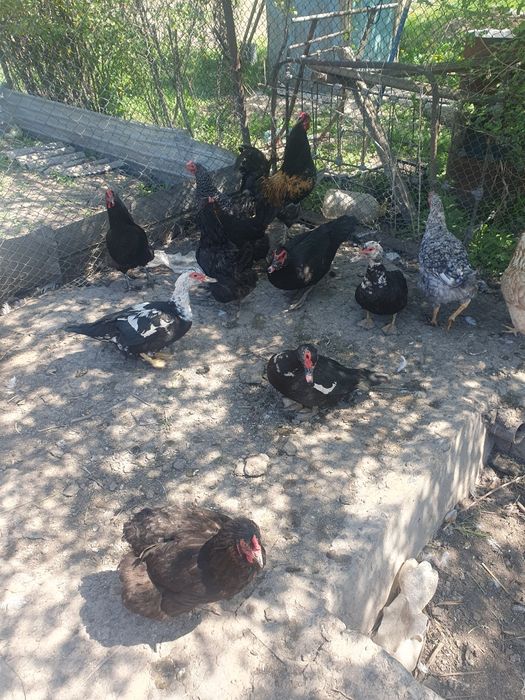 Продам взрослых индоуток